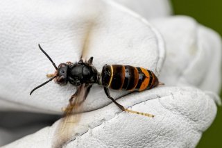Un frelon asiatique (Vespa velutina nigrithorax) tenu par un biologiste à l'aide d'un gant (Archives).