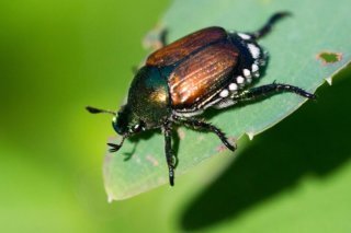 Le scarabée japonais adulte mesure entre 10 à 12 mm de longueur (archives).