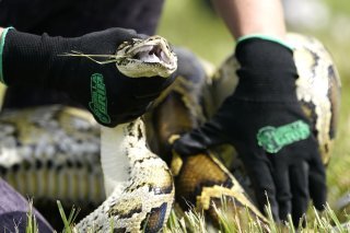 Le python birman n'a pas de prédateur naturel en Floride et se nourrit d'autres reptiles, d'oiseaux et de mammifères tels que les ratons laveurs (archives).