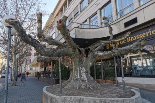 Le platane, rue de Lausanne à Sion, a été taillé massivement pour être sauvé