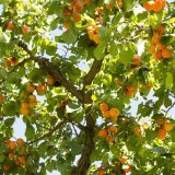 Louis Morand SA 1270 photo RHofer