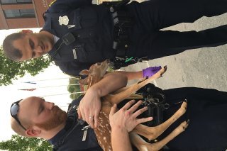 Il n'est pas exceptionnel que des policiers soient amenés à sauver des animaux (Photo d'illusttration).