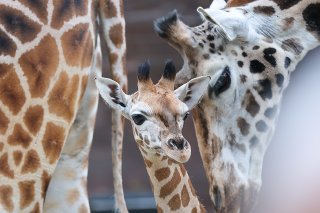 Les taches des girafes servent principalement de camouflage dans la végétation (cliché symbolique/Keystone archives).