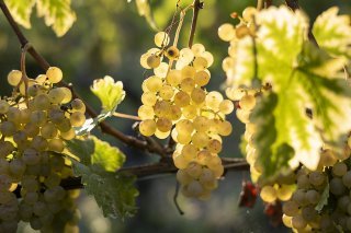 C'est davantage à cause de la baisse de production en Italie qu'à une hausse dans l'Hexagone que la France pourrait retrouver sa place de premier producteur (Photob prétexte). KEYSTONE/ALESSANDRO DELLA VALLE