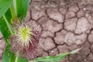 Un accord de principe avait été trouvé l'an dernier sur la création d'un fonds pour compenser les "pertes et dommages" des nations du Sud vulnérables face au réchauffement. Mais beaucoup restait à préciser avant la prochaine COP28: sa forme exacte, les pays bénéficiaires et les contributeurs. KEYSTONE/DPA/PIA BAYER