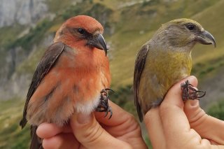 La coloration du bec-croisé des sapins peut varier entre le rouge, le vert et le jaune. Seuls les mâles adultes ont du rouge sur leur plumage. Les jeunes sont gris et ont un plumage strié. Vogelwarte / Irmi Zwahlen