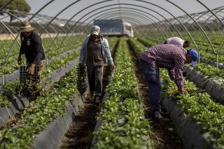 L'emploi s'est notamment dégradé dans le secteur agricole (archives). KEYSTONE/AP/BERNAT ARMANGUE