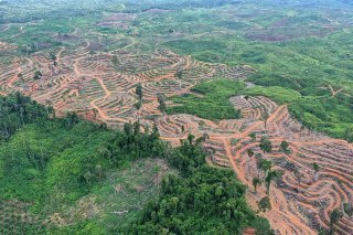 Malgré les sommets et déclarations, la déforestation ne s'est pas arrêtée. Dans un rapport publié mardi, un groupe d'ONG et de chercheurs a constaté que quelque 6,6 millions d'hectares de forêts avaient encore été perdus en 2022, dont une grande partie de forêt primaire dans les régions tropicales. KEYSTONE/EPA/HOTLI SIMANJUNTAK