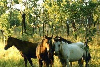 Le nombre excessif de chevaux sauvages menace l'écosystème (Photo prétexte). KEYSTONE/FABRICE COFFRINI
