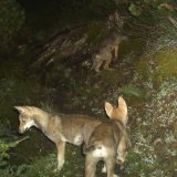 Des louveteaux pris en photo par un piège photographique dans les Grisons en 2014 (Archives). KEYSTONE/AMT FUER JAGD UND FISCHEREI GR