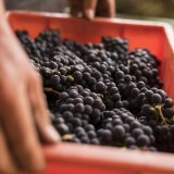 L'an dernier en Valais, 45,7 millions de kilos de raisins ont été encavés. Un volume semblable aux vendanges 2019 et 2022. (Archives). KEYSTONE/ALESSANDRO DELLA VALLE