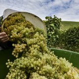 En 2023, 101 millions de litres de vin ont été récoltés (archives). KEYSTONE/THEOPHILE BLOUDANIS