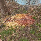 Berges du Rhône entre Dorénaz et Collonges