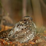 L'engoulevent fait partie des oiseaux rares en Valais. (Image d’illustration)