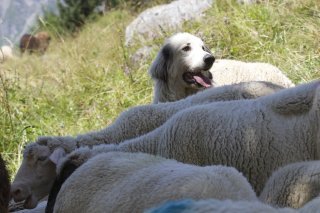 Un chien des Pyrenee protege un troupeau de mouton sur l'alpage de Creux de Champ aux Diablerets.