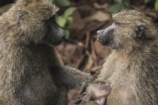 Les babouins, des singes réputés très sociaux, vivent à l'état naturel en Afrique subsaharienne et au sud de la péninsule Arabique (archives). KEYSTONE/AP/MOSA'AB ELSHAMY