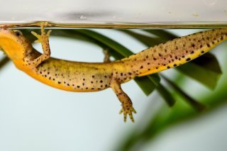 Aquatis à Lausanne s'est impliquée dans le sauvetage d'une espèce menacée, le triton alpestre de Calabre. Grâce à 40 survivants ramenés à Lausanne, des milliers de larves pourront repeupler l'été prochain quatre lacs de montagne de cette région du sud de l'Italie. Keystone/LAURENT GILLIERON