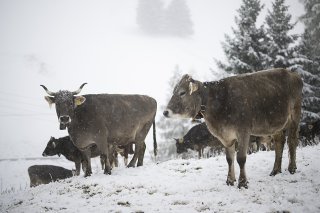 La neige est descendue par endroits jusqu'à mille mètres, comme ici à St. Margrethenberg. KEYSTONE/GIAN EHRENZELLER