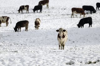 Dimanche, la neige est tombée jusqu'à Orsières (VS), à 900 mètres d'altitude. KEYSTONE/PETER KLAUNZER