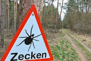 "Presque chaque tique peut donc potentiellement vous rendre malade", selon le virologue Cornel Fraefel de l'Université de Zurich (image d'illustration). KEYSTONE/DPA-Zentralbild/PATRICK PLEUL