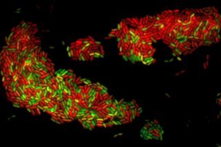 Le canton de Genève propose dès jeudi un jeu afin de mieux comprendre les enjeux de la résistance aux antibiotiques (photo d'illustration). KEYSTONE/PHOTOPRESS SNF/MATTHIAS CHRISTEN