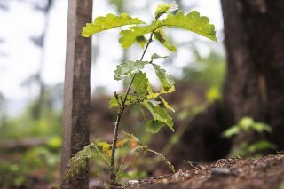 Les chênes sont considérés comme une essence d'avenir, car ils souffrent peu des conséquences du changement climatique, comme la chaleur ou la sécheresse, par rapport à d'autres essences feuillues courantes. (Photo d'archives) KEYSTONE/MICHAEL BUHOLZER