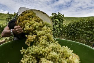 En 2023, 101 millions de litres de vin ont été récoltés (archives). KEYSTONE/THEOPHILE BLOUDANIS