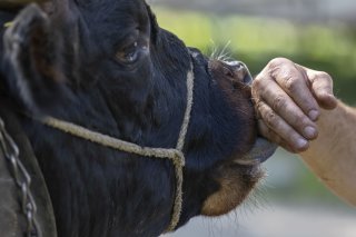 La corne, oui, mais aussi le lait et la viande