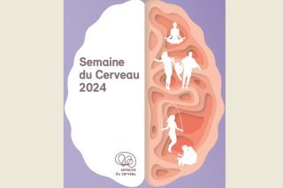 cerveau2