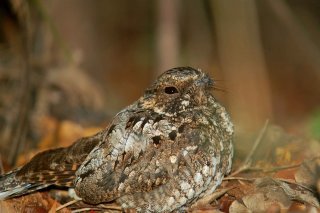 L'engoulevent fait partie des oiseaux rares en Valais. (Image d’illustration)