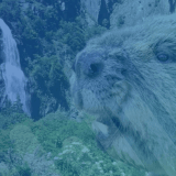 Le castor - Rama de la Pissevache