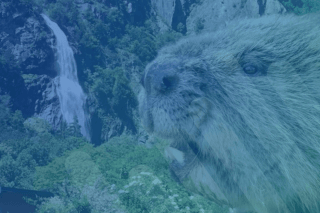 Le castor - Rama de la Pissevache