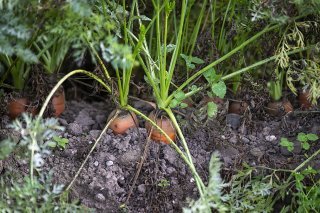 Les consommateurs suisses ont souvent acheté des produits bio en 2023, malgré une humeur de consommation morose (inflation, hausse des prix), relève Bio Suisse. KEYSTONE/CHRISTIAN BEUTLER