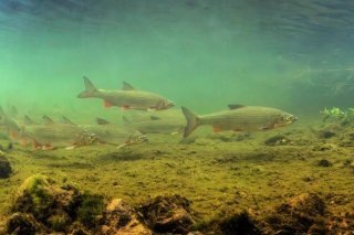 Le hotu - appelé aussi nase - est une espèce de poisson indigène fortement menacée. Office cantonal de la nature, de la chasse et de la pêche, Saint-Gall