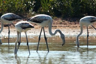 La montée des eaux menace l'avenir des flamants roses (Photo d'illustration). KEYSTONE/SANDRO CAMPARDO