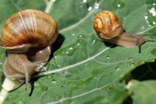 La production d'escargots sera autorisée dans les exploitations agricoles suisses (archives). KEYSTONE/ALESSANDRO DELLA BELLA