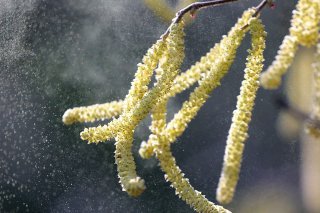 Une forte concentration de pollen peut faire augmenter la tension artérielle chez les personnes allergiques, selon une étude réalisée à Bâle. KEYSTONE/DPA/WOLFGANG KUMM