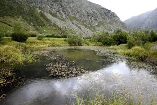 Les marais, un écosystème précieux. KEYSTONE/URS FLUEELER