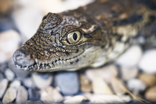 Seize crocodiles sacrés d'Aquatis ont pris la route pour le Maroc mercredi en vue de leur réintroduction dans ce pays. KEYSTONE/Valentin Flauraud