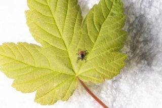 Image d'illustration