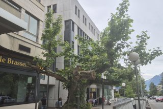 Le platane de la rue de Lausanne à Sion a retrouvé des couleurs