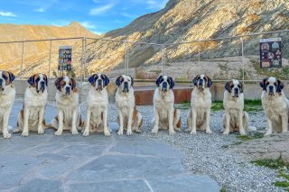 Chiens du St-Bernard